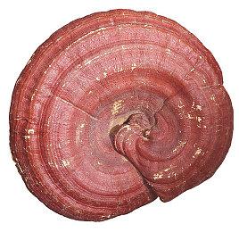 《黎明杀机》联动《生化》新预告 威斯克追杀二美女